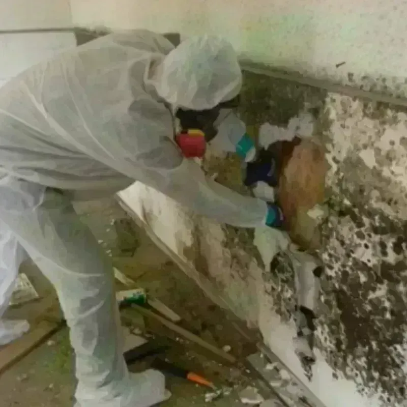 Mold Remediation and Removal in Lea Hill, WA